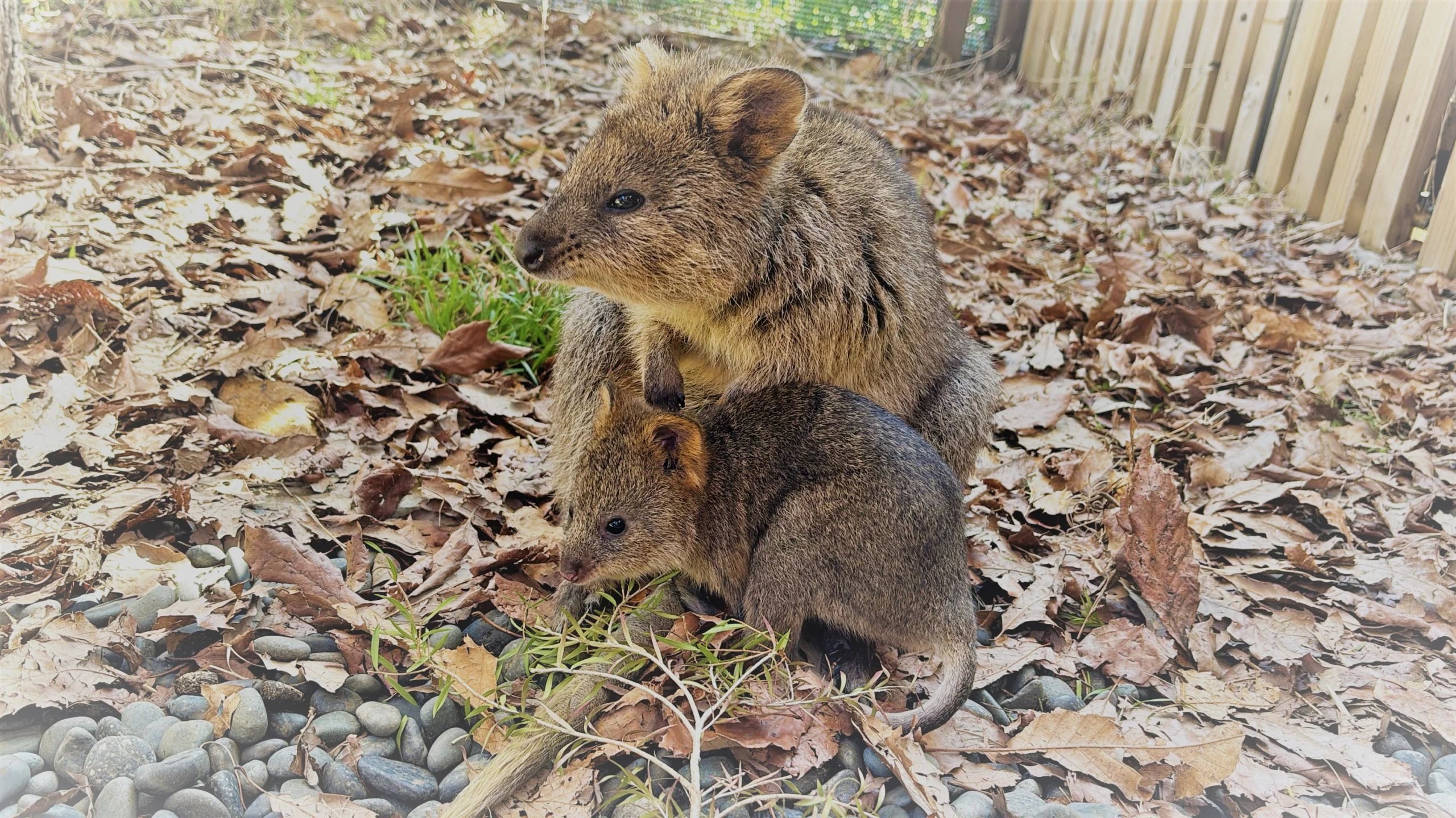 🏞️ 오사키 공원 어린이 동물원(오사키 코엔 코도모 도부츠엔) 이미지 3